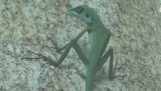 Green Crested Lizard climbing up a tree