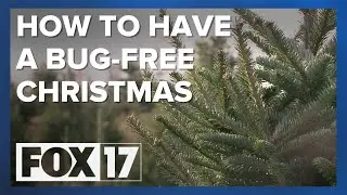 Local tree farm talks how to have a bug-free Christmas