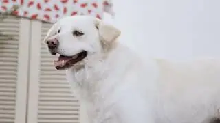 Automatic Dog Cat Paw Cleaner
