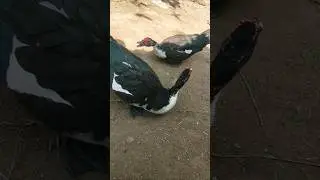 Muscovy male and female duck mating sound#birds #ducklingspro#khaki#ducklings