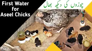 Chicks Care in the Summer Months | What to Feed Chicks |