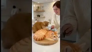 She Cuts a Cat Cake, and the Real Cat Freak Out! 😿🙀 #shorts