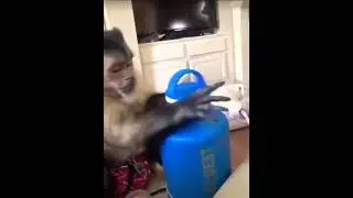 Monkey instructions 🐒📖❤