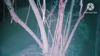 PENAMPAKAN MUSTIKA BAMBU KUNING DAN TONGKAT SAKTI PENINGGALAN SEJARAH 