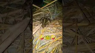 Catch a jumping | frogs for fun fun | Catch double frog funny | Catch a funny frogs
