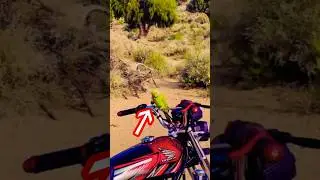 parrot steals my bike key #shorts #funny #animals
