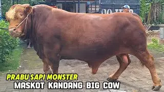 BIKIN GEGER WARGA SAPI MONSTER MIRIP BADAK KELUAR KANDANG