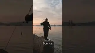 LIGHT ROCK FISHING 🐟 BONITOS