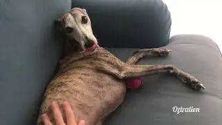 Bored, noisy and complaining - Roscoe the whippet
