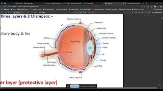 Antomy of eye part 1