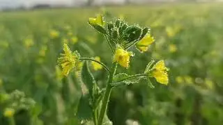 Kya Aapko Pata Hai Gaon Mein Khet Ka Kaam Kaisa Hota Hai DESI STYLE 🌱