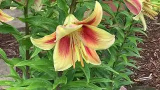 Lily Plant Profile