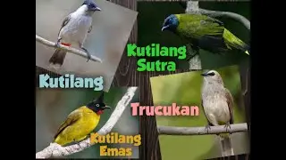 kicau burung kombinasi |kutilang| kutilang emas| kutilang sutra| trucukan| @adiepoerwanto6044