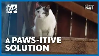 Putting Paws to Work (Lexington, KY) | Kentucky Life | KET