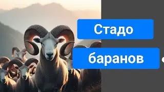 Стадо баранов