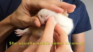 Guinea pig teeth cleaning