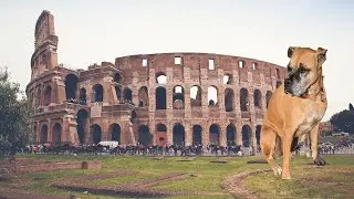 Is Italy Dog friendly?