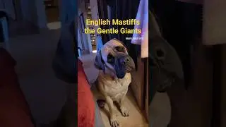 The English Mastiffs #dog #dogbreed #dogs #englishmastiff #fypシ #gentlegiant #puppy #discovery #big