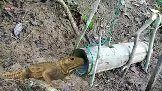 how to make a trap for comodo using bamboo l bitag para sa bayawak