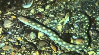 Sharptail in hole