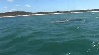 Fraser Island Shark Frenzy