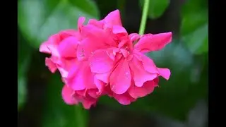 Любители цветов,  вы  готовы к прямому эфиру?