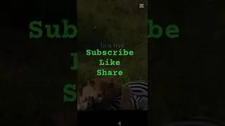 Lion Attacks Zebra. (Nature At Work) @africawildlifeanimalsrescue #nature #attacks #shorts