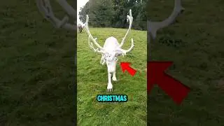TOP 5 ANIMALS THAT CAN ONLY BE SEEN DURING CHRISTMAS 🎄❄️ #ChristmasAnimals #WinterCreatures #shorts