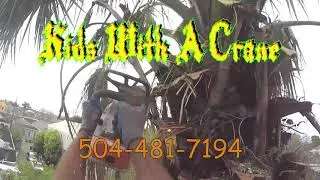 YEAH TREES - NEW ORLEANS