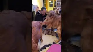Pure amour #goldenretreiver#goldenretrieverfunny