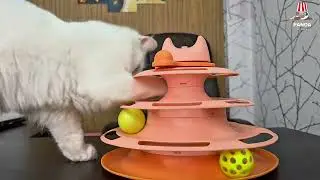 My kitten loves to play very much and it is very smart.😜😘#cat #funny #play 