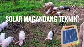 Flexible basta naka solar electric fence, pwede e lipat kahit saan ang baboy! 🤩