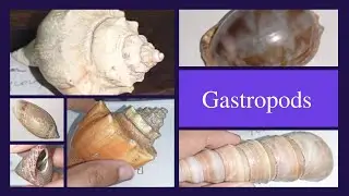 Gastropoda | Study Genera Cypraea, Turritella, Oliva, Busycon, Trochus, Conus | Paleontology