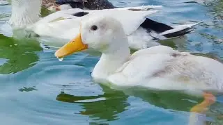 Ducklings, Goose Together in The Pond: Ducks Splashing in The Water, Duck Sounds
