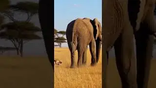 Too Close to the Elephant. 너무 가까이 갔다.  近づきすぎた Watch This Giant Up Close #elephants #wildlife #nature