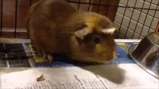 Python And Guinea Pigs