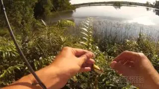 Skunked: 9/1/2016