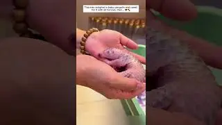 This man adopted a baby pangolin and cared for it with all his love, then... 💖🐾