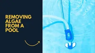 How to Remove Algae from a Pool without a Vacuum:  A step by Step Guide