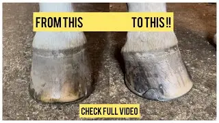 Trimming Horse Hooves and giving new shoes