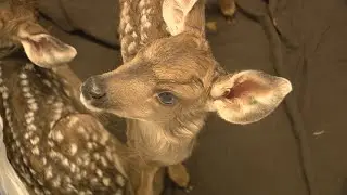 Wildlife center raising three deer fawns, warns against wild animal 'rescue'