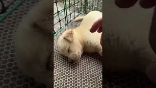 #puppycontent