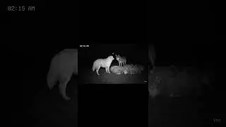 Sheep dog protects lambs from wolf!!!