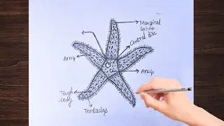 pencil sketch ||how to draw Asterias (star fish ) ||drawing Tutorial for beginners..