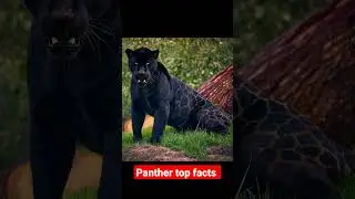 Panther top facts | Black Panther | Tendua #shorts #shortvideo #viral #2022