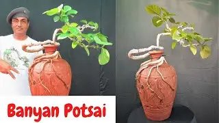 How to make Banyan Bonsai/Potsai