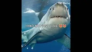 TWNBTCPASGMGC #ilovesharks #shark #therianthropy #dogtherian #furry