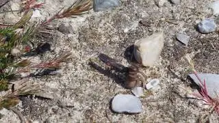 Anoplius viaticus carrying spider prey.