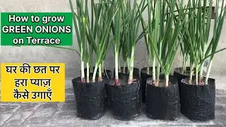 How to grow GREEN ONIONS in grow bags on TERRACE || घर की छत पर हरा प्याज़ कैसे उगाएँ 