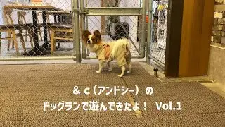 【＆c】【アンドシー】室内ドックランで遊んできたよ！ Vol.1